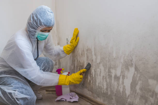 Mold Odor Removal Services in Weleetka, OK